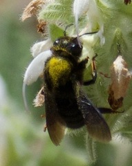 Megachile parietina