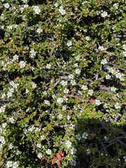 Cotoneaster × suecicus