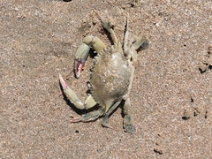 Callinectes arcuatus