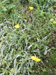 Tulipa sylvestris