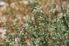 Salvia dominica