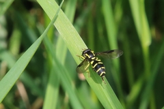 Xanthogramma pedissequum