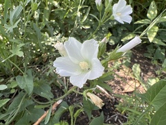 Callirhoe alcaeoides