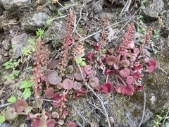 Umbilicus horizontalis