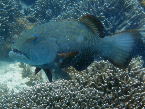 Marbled Coralgrouper