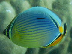 Chaetodon trifasciatus