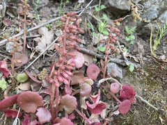 Umbilicus horizontalis