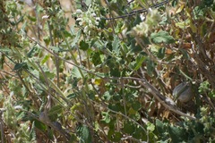 Salvia dominica