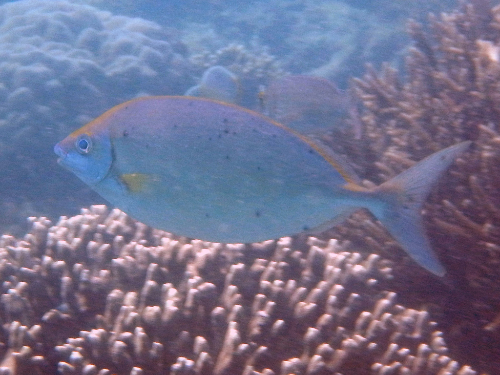 Forktail Rabbitfish