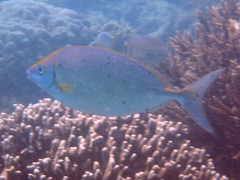 Siganus argenteus