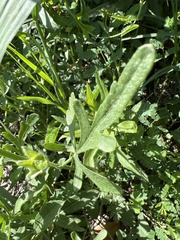 Callirhoe alcaeoides