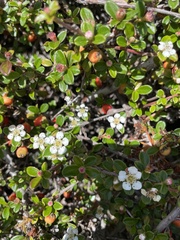 Cotoneaster × suecicus