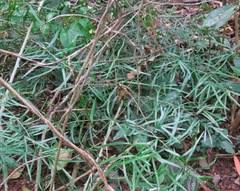 Asparagus falcatus