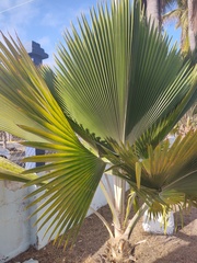 Pritchardia