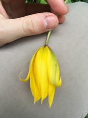 Tulipa sylvestris