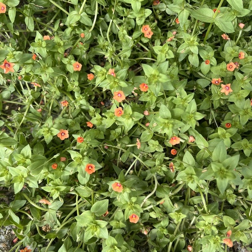 iNaturalist observation photo of scarlet pimpernel