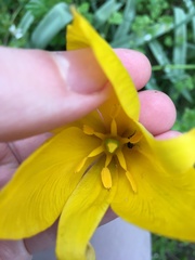 Tulipa sylvestris