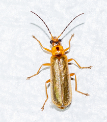 Rhagonycha heterodoxa
