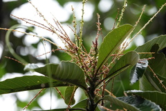Castanopsis fissa