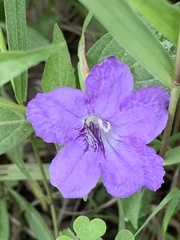 Ruellia pedunculata
