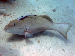 Plectropomus punctatus