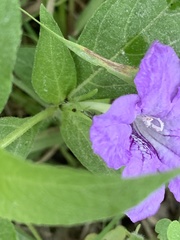 Ruellia pedunculata