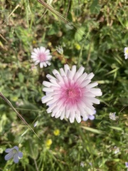Crepis rubra