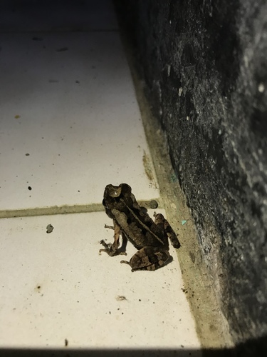 Incilius aucoinae
