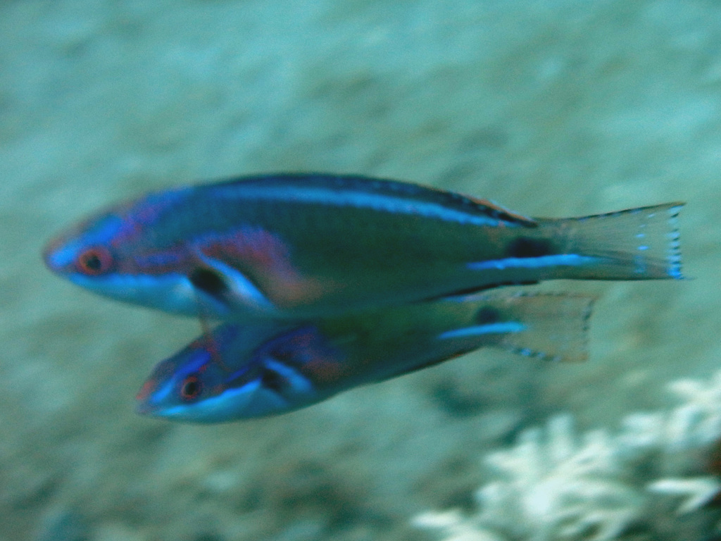 Exquisite wrasse