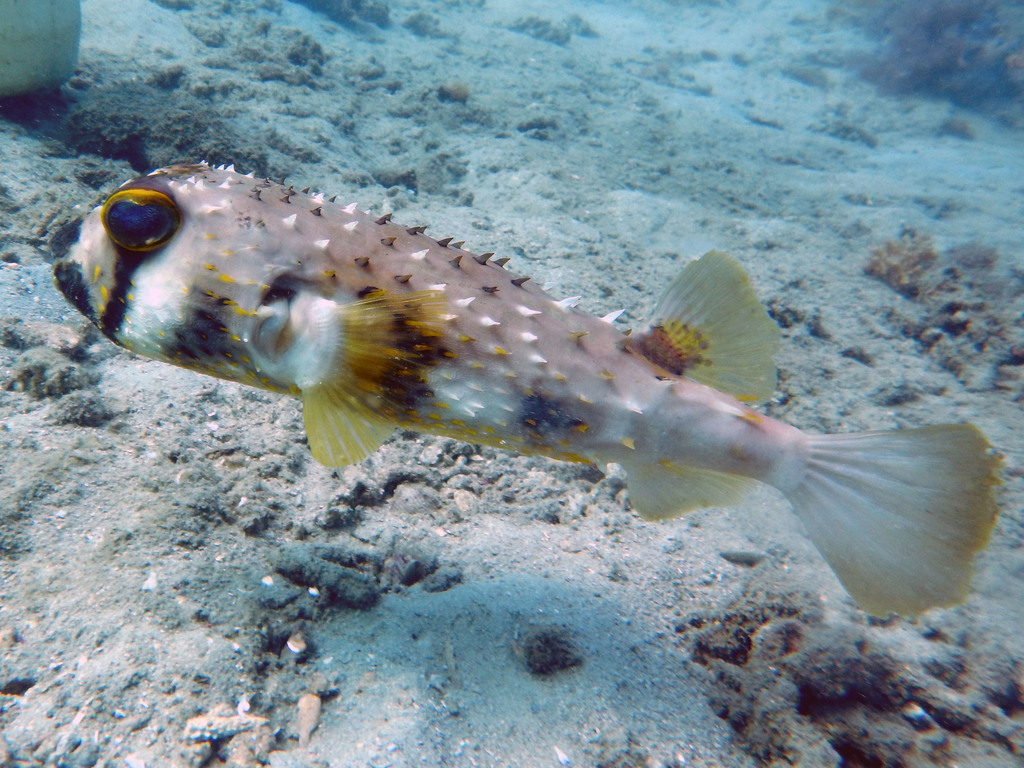Four-Bar Porcupinefish