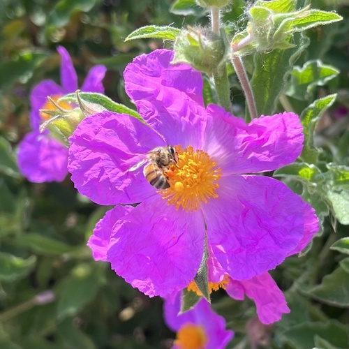 iNaturalist observation photo of Hoary Rock-rose