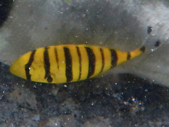 Gnathanodon speciosus