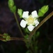 Horkelia truncata - Photo (c) leegordon, μερικά δικαιώματα διατηρούνται (CC BY-NC)