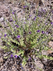Scutellaria potosina