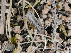 Neofaculta ericetella