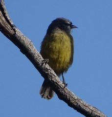 Anthoscopus minutus gigi