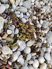 Sedum acre