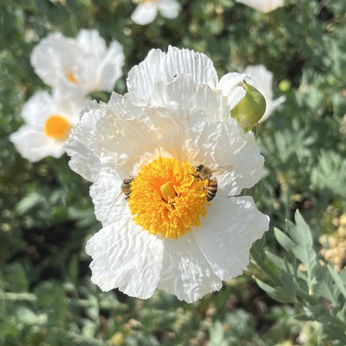 iNaturalist observation photo of Western Honey Bee