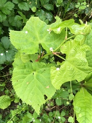 Tilia cordata