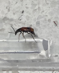 Anthocomus equestris