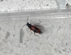 Anthocomus equestris