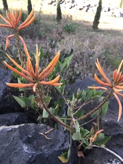 Erythrina leptorhiza