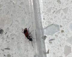 Anthocomus equestris