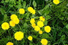 Taraxacum officinale