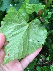 Tilia cordata