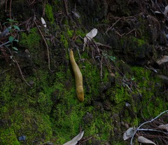 Ariolimax dolichophallus