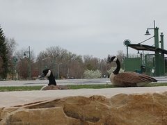 Branta canadensis
