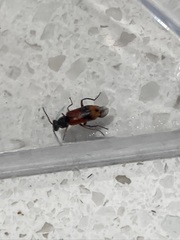 Anthocomus equestris