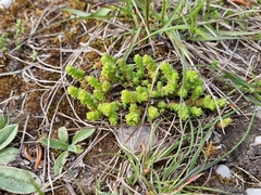 Sedum acre