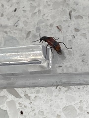 Anthocomus equestris